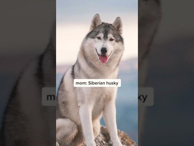 Mix - Dogs 101