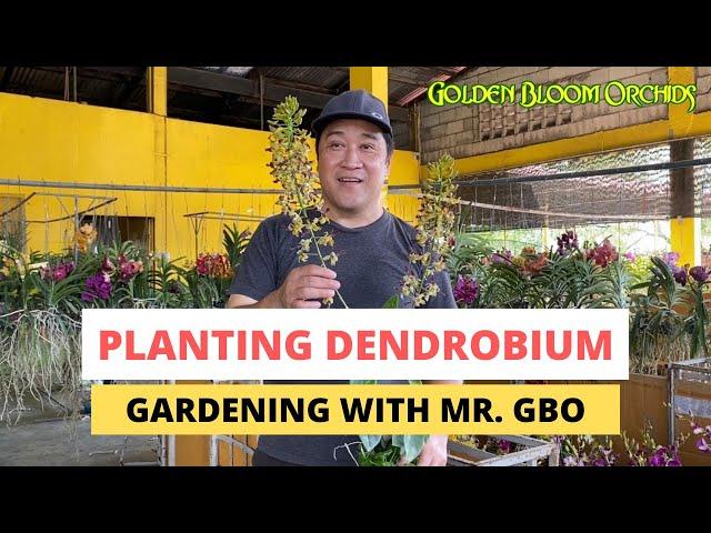 Gardening with Mr. GBO: Planting Dendrobium