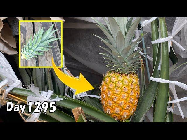 How to regrow pineapple from the tops (leaves) in a pot