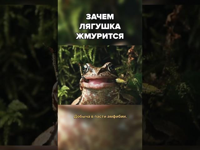Лягушки жмурятся не от удовольствия! // Полный выпуск на канале #живаяпланета #животные #интересное
