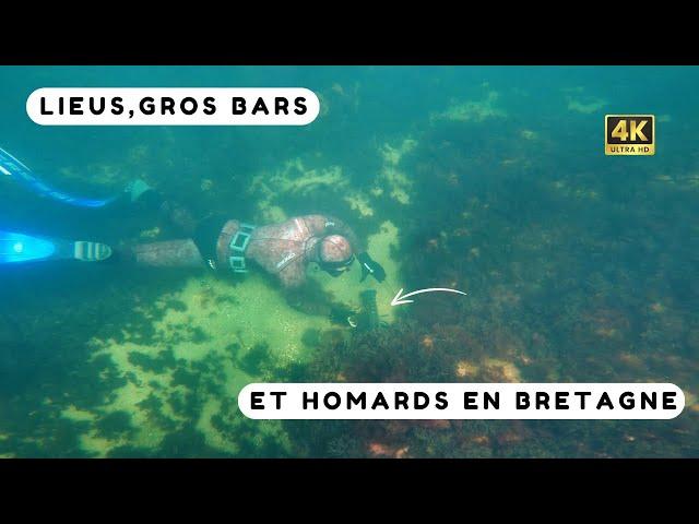 Un bar et un gros homard facile à pêcher ! Chasse sous marine Bretagne Sud