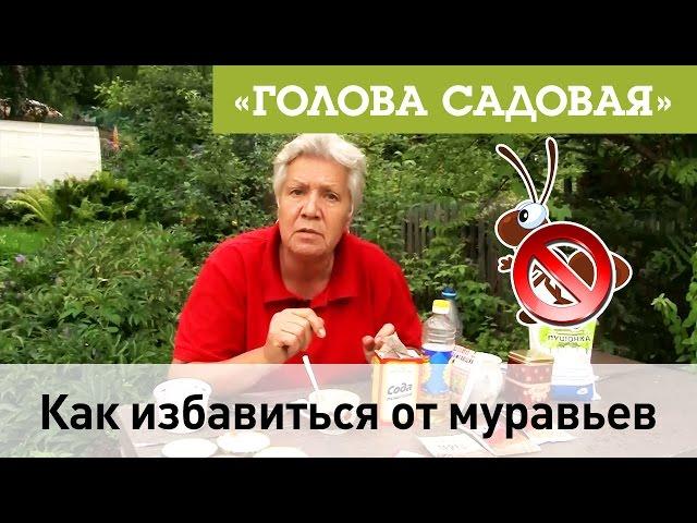 Голова садовая - Как избавиться от муравьев