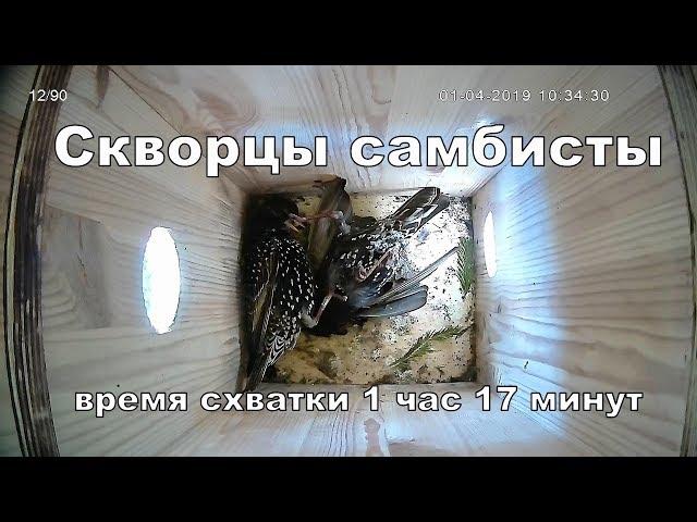 Гнездование птиц - Скворцы самбисты