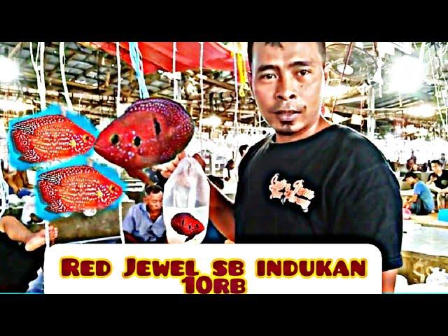 Riview Harga Red Jewel Sb termurah ‼️ Pasar Ikan Hias Parung