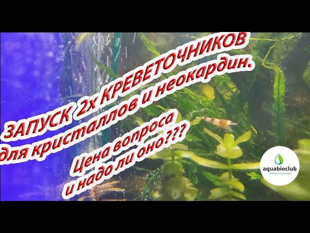 Запуск 2х креветочников для кристаллов и  неокаридин. Цена вопроса и проблем.