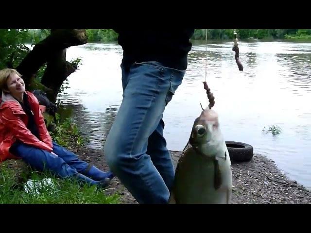 рыбалка, Москва река, Чулково, #fishing , #fish , #фидер , #рыбалка , #рыба , #кудасходить , #клёв