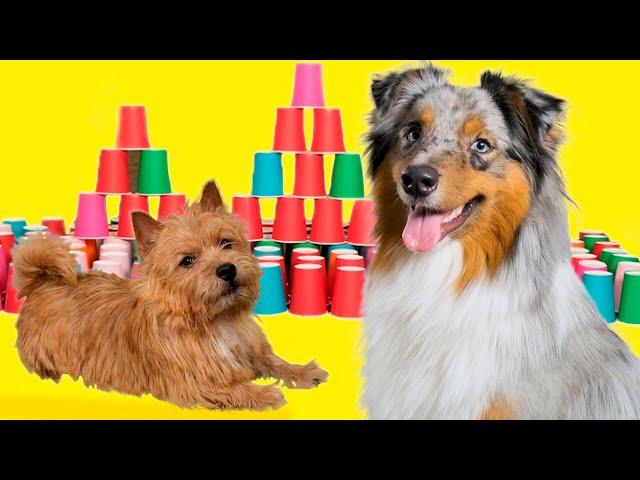 БОЛЬШИЕ VS МАЛЕНЬКИЕ — Кусь-шоу — Челленджи с собаками