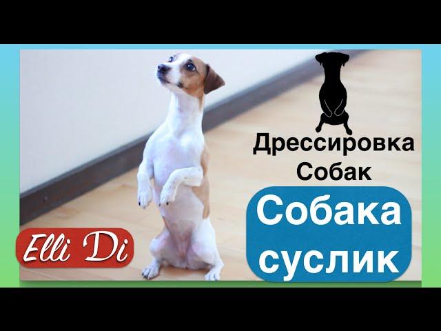 Собака-суслик ЖДЁТ ! Дрессировка собак с Elli Di.