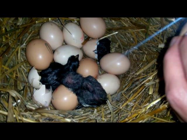 Вылупление цыплят наседкой...от А до Я Hatching of chickens by brood hen ... from A to Z