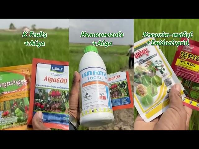 Inhibits mycelial growth. An excellent choice for the prevention and control of rice wilt disease