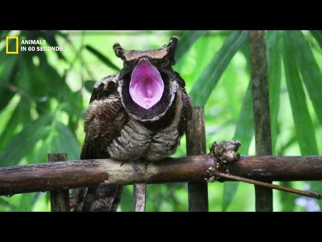 Nightjar: Their mouths open up to 30 cm to swallow mice 