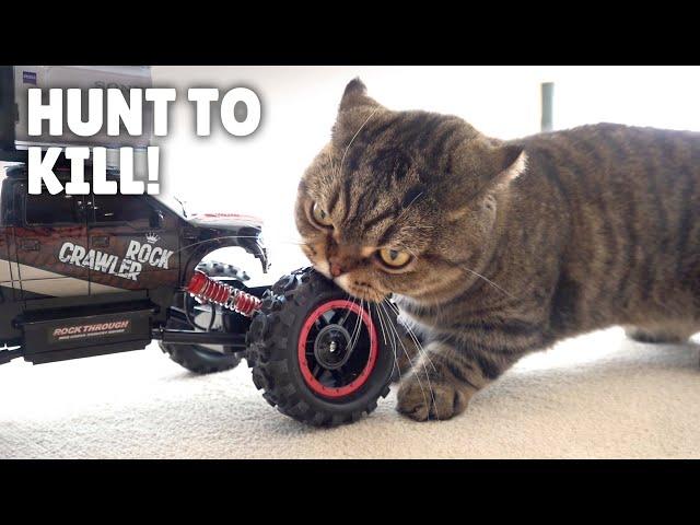 Fearless LuLu Even Hunted a Car! | Kittisaurus