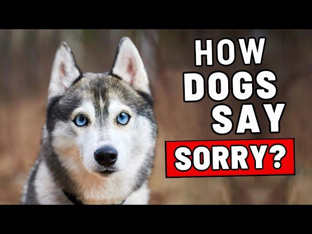 How Dogs Apologize to Their Humans (NOT What You Think!)