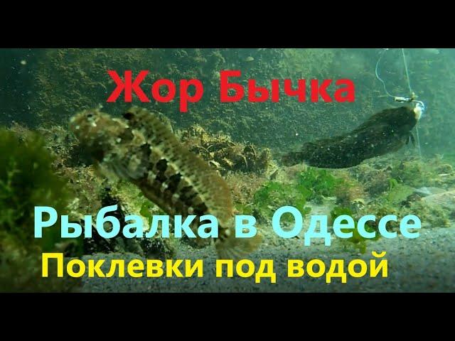 Рыбалка в Одессе. Жор бычка. Поклевки под водой