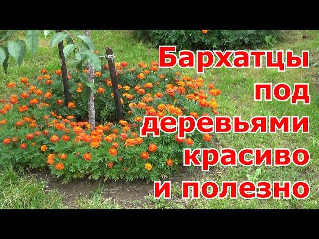 Посев бархатцев в приствольные круги деревьев. Бархатцы в огороде - красиво и полезно.