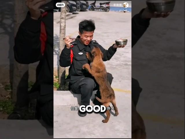 Stray Dog Walked Into Police Station And Got A Job ️#dog #doglover #animalshorts