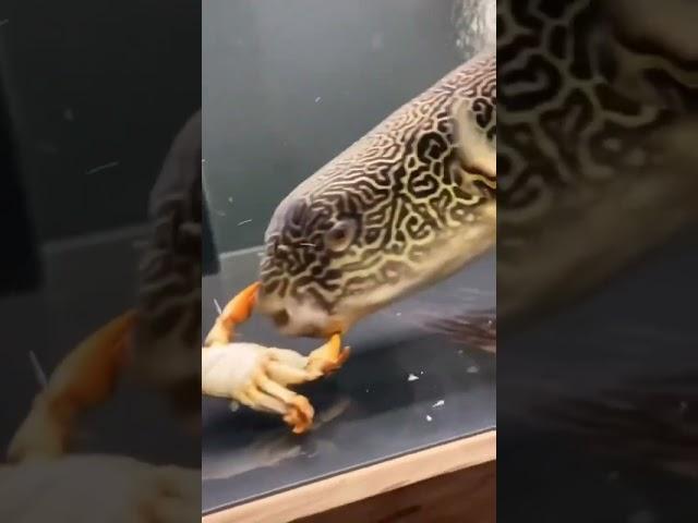 crab vs puffer fish
