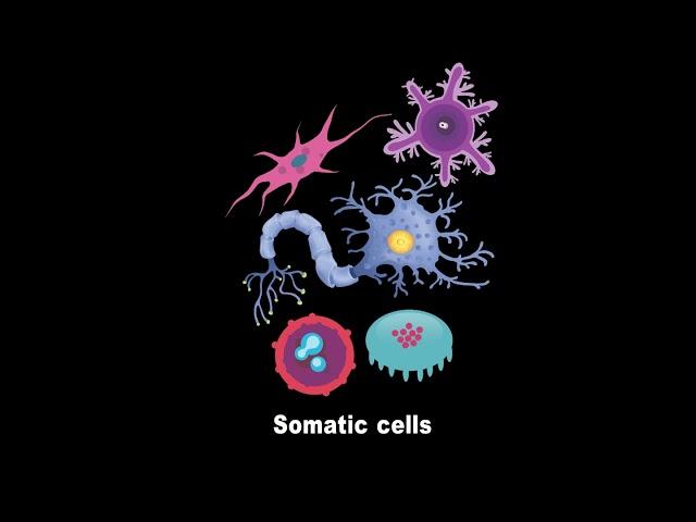 Stem Cells vs  Somatic Cells (What's the Difference)?