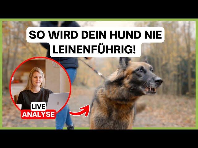 Leinenführigkeit: Diesen Fehler machen viele Hundebesitzer