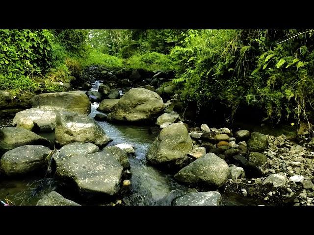 Calm Mountain River Flow Asmr Relaxing Sounds For Sleeping Soft Sounds Tropical Forest Stream Sounds