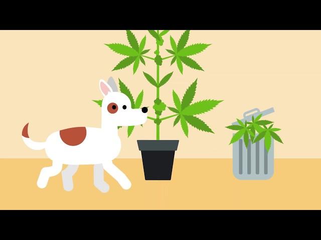 Growing Cannabis Safely at Home