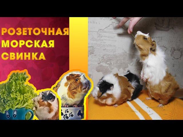 Породистая розеточная морская свинка??? #12