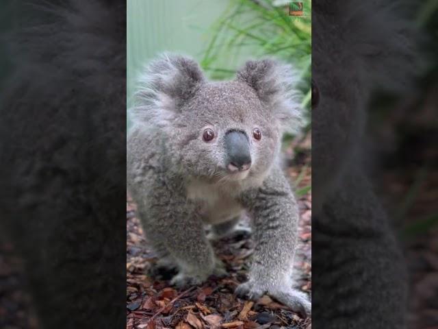 A koala WALKING? 