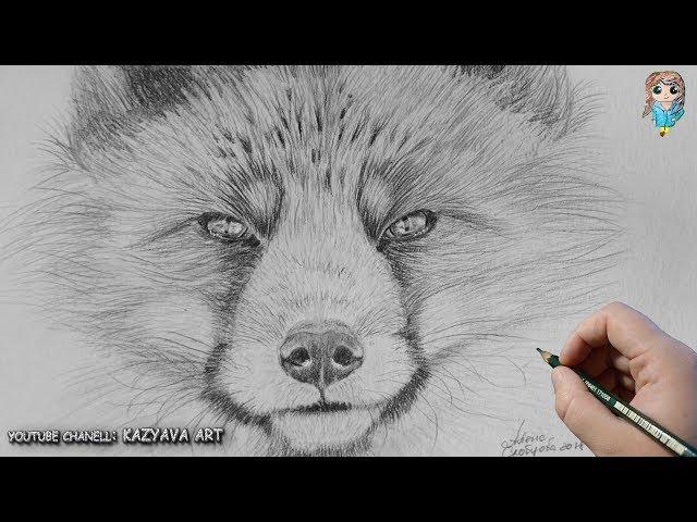 How to draw FOX in pencil step by step.