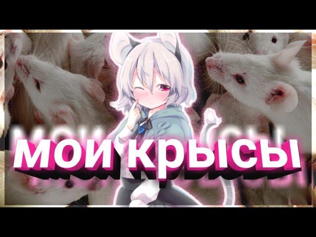 МОИ КРЫСЫ | LИНК