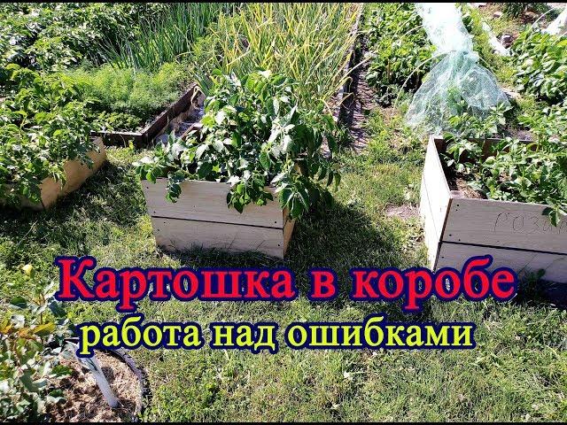 Картофель в коробе.  Работа над ошибками