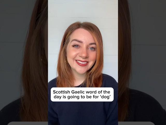 Learn Scottish Gaelic | How To Say ‘Dog’ In Scottish Gaelic (with phonetics)
