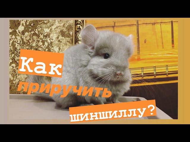 Как приручить шиншиллу. Часть 3. (Плюсы и минусы шиншилл дома)