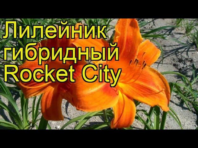 Лилейник гибридный Рокет Сити. Краткий обзор, описание hemerocallis hybrida Rocket City