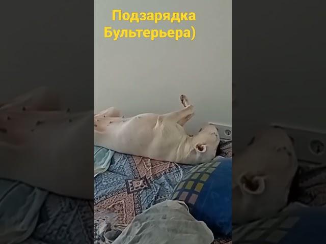 Бультерьер на подзарядке)