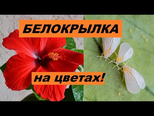 Белокрылка на комнатных цветах. Как избавиться - 2 способа