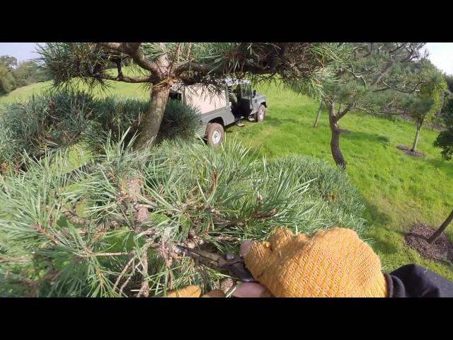 Cloud Pruning a Pinus Sylvestris. Part 1