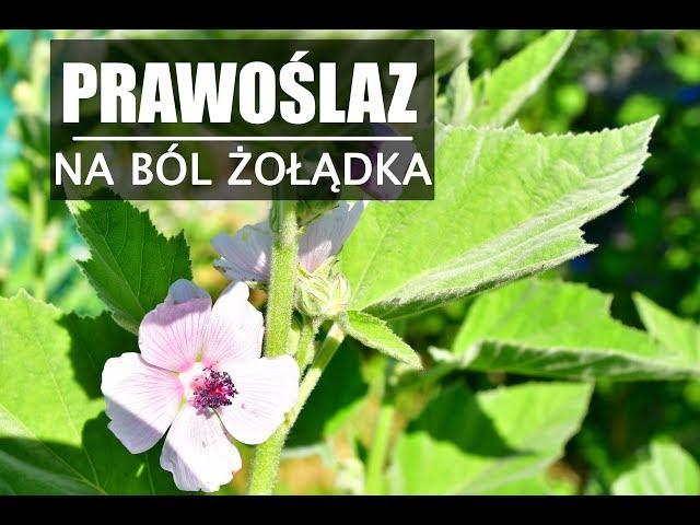 Zioło na ból żołądka, gardła i jelit - PRAWOŚLAZ