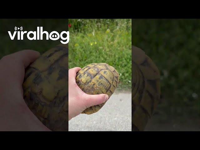 Kind Person Moves a Tortoise Off the Road || ViralHog