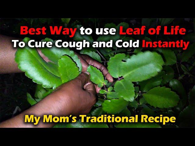 How to Use Leaf of Life to Get Rid of Cough and Colds Instantly. Medicinal Plant Series