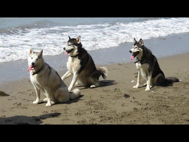 NOOK, SHERPA  and K'EYUSH ..  having fun on the beach .. 2015