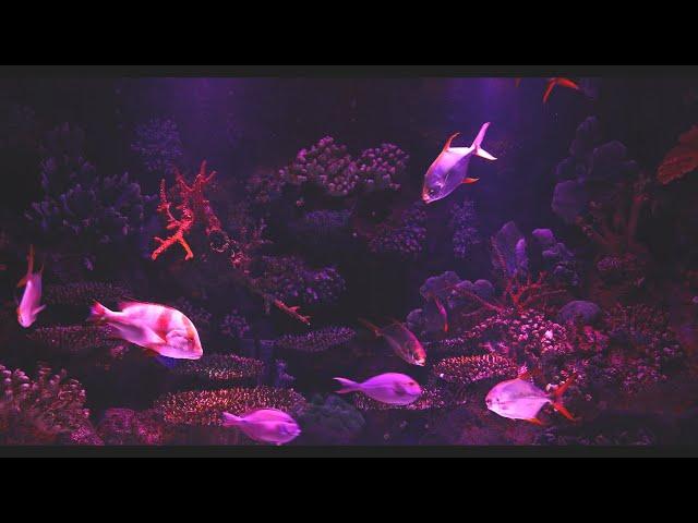 Glowing Fish - Soothing Aquarium Water Stream Noise | 10 Hour Sleep Sound | Full HD