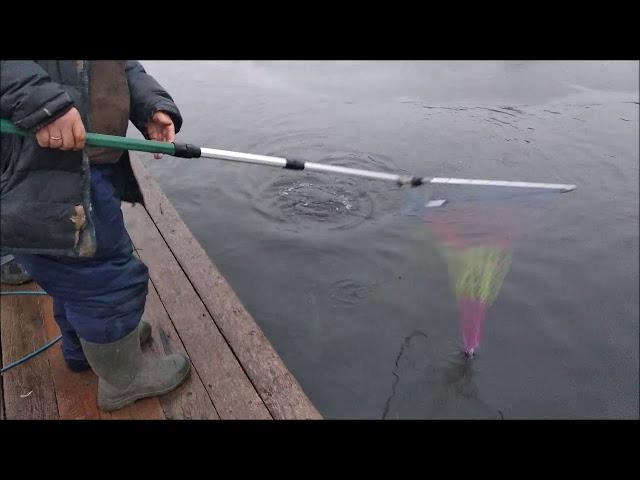 Клевое место д.Савельево.Обзор поимок с водоема.