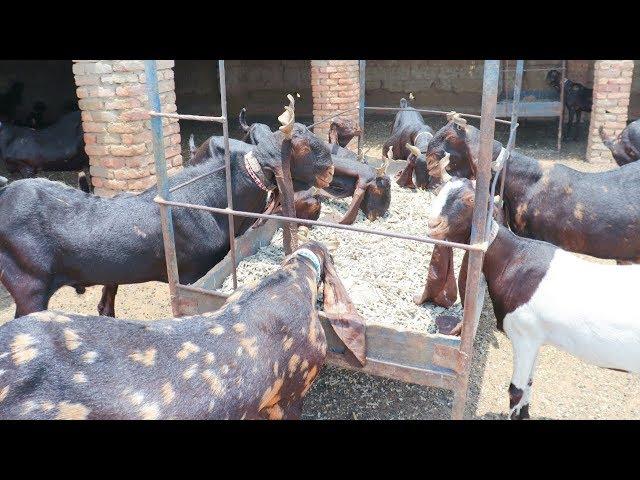 World's Best Kamori Goat Farm|Rare Kamori Breed|Goat Farming in Pakistan