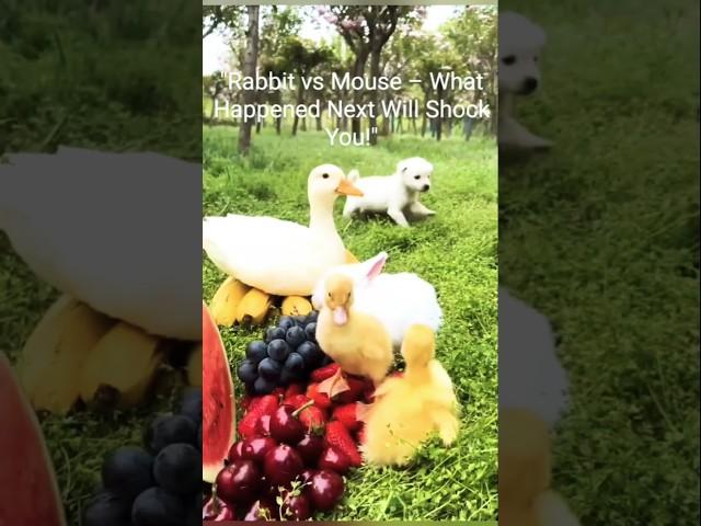 Rabbit Saves #Chicks from #DuckAttack | Smart #Mouse Turns Hero! #cat