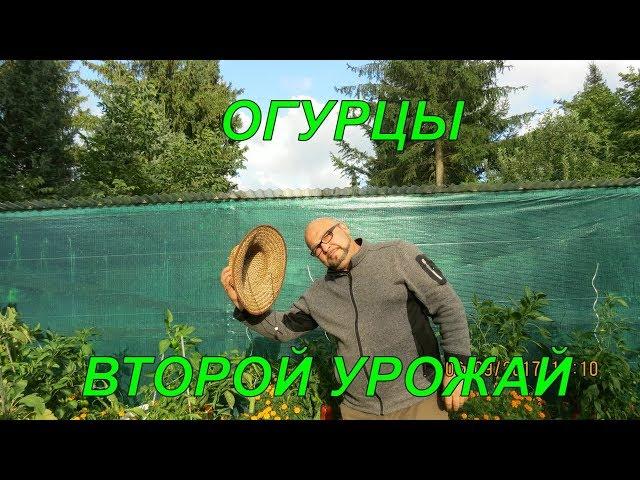 Огурцы.Второй урожай. Огород Баварский.