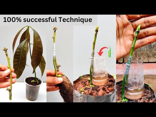 Mango stone grafting Contact grafting | How to graft mango tree #grafting