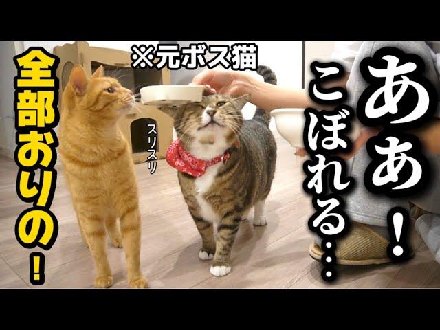 23歳一人暮らし。猫に似たアザラシに新しいふりかけをあげてみたら大興奮しちゃいました