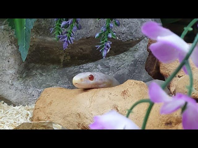 Slow Motion of My Blizzard Corn Snake Strike from last feed