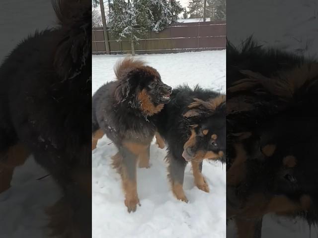 Бой собак монгольский банхар, проба сил // friendly dog fighting of the mongolian #bankhar