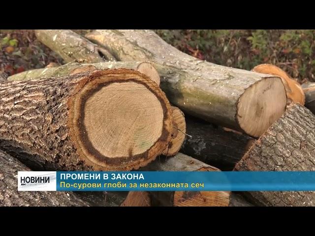 RM TV: Промени в закона - по - сурови глоби за незаконната сеч